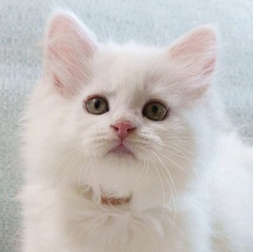 サイベリアン【大阪府・女の子・2026年4月28日・ホワイト（トリプルコート）】の写真「優しい性格の可愛い子」