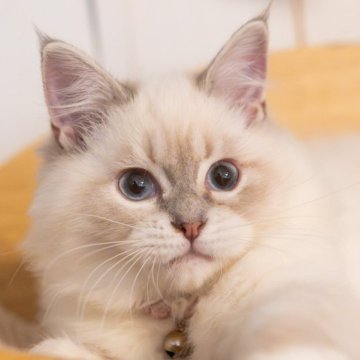 サイベリアン【大阪府・女の子・2025年6月13日・ブルーリンクスポイント(ネヴァマスカレード)（トリプルコート）】の写真「ちょいツン甘な抱っこOK美猫」