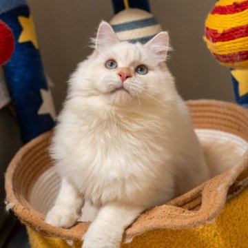 サイベリアン【大阪府・男の子・2025年5月20日・レッドリンクスポイント（トリプルコート）】の写真「優しい性格の可愛い子」