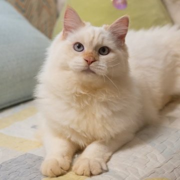 サイベリアン【大阪府・男の子・2025年5月20日・レッドリンクスポイント（トリプルコート）】の写真「顔も性格もしっかり整った甘えん坊ちゃん」