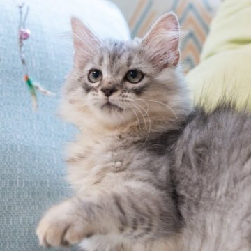 サイベリアン【大阪府・女の子・2025年6月21日・シルバータビー】の写真「可愛いお顔だちで性格の良い子」
