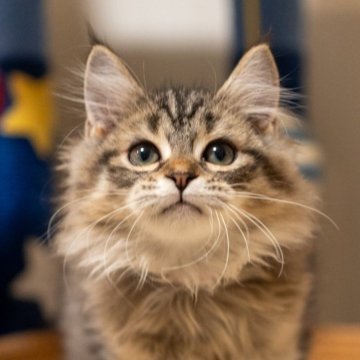 サイベリアン【大阪府・女の子・2025年7月28日・ブラウンタビー(トリプルコート)】の写真「元気いっぱいで遊ぶのが大好き!」