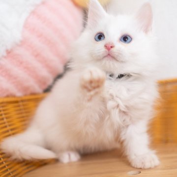 サイベリアン【大阪府・男の子・2025年9月30日・ホワイト（トリプルコート）】の写真「おとなしい美人猫ちゃんです😻」