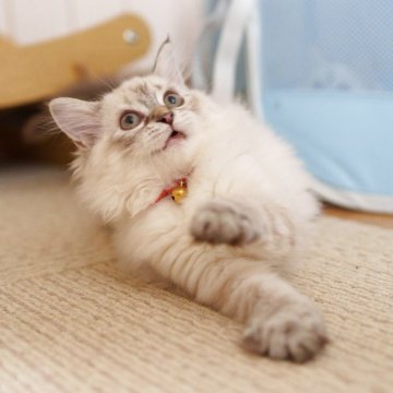 サイベリアン【大阪府・女の子・2025年5月20日・ブルーリンクスポイント】の写真「🎉夏休み特別キャンペーン実施中！🎁」