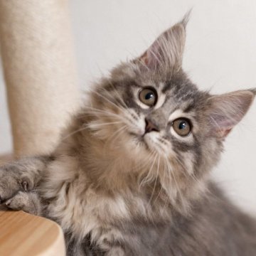 サイベリアン【大阪府・女の子・2025年7月28日・ブラウンタビー(トリプルコート)】の写真「元気いっぱい可愛い子」