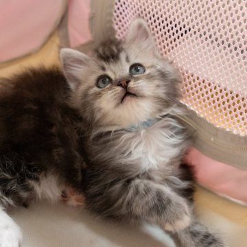 サイベリアン【大阪府・男の子・2025年10月21日・ブラウンタビー（トリプルコート）】の写真「人馴れのおとなしい子」