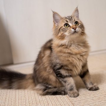 サイベリアン【大阪府・女の子・2025年6月1日・ブラウンタビー】の写真「ふわふわぬいぐるみ見たいなな猫ちゃん🥰」