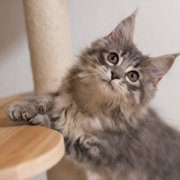 サイベリアン【大阪府・女の子・2025年7月28日・ブルータビー（トリプルコート）】の写真「元気いっぱい可愛い子」