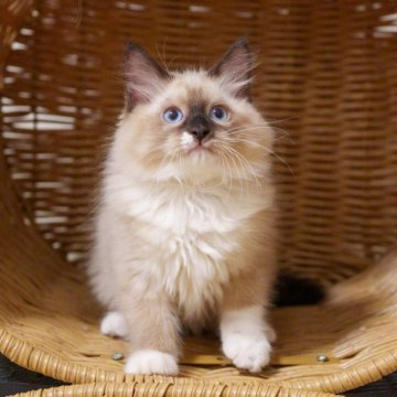 サイベリアン【大阪府・男の子・2025年4月18日・シールポイントミテッド】の写真「性格抜群！超人馴れ、めっちゃ可愛い顔」