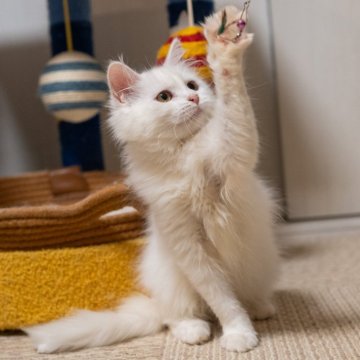 サイベリアン【大阪府・女の子・2025年7月30日・ホワイト】の写真「真っ白な可愛い子❤️」