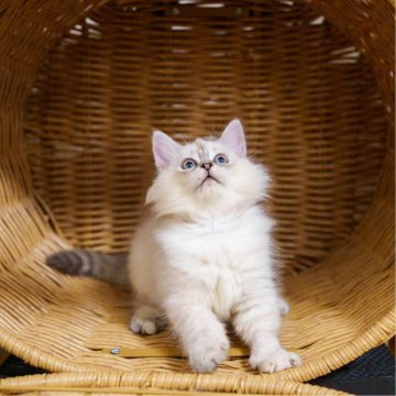 サイベリアン【大阪府・男の子・2025年5月20日・ブルーリンクス(ネヴァマスカレード)】の写真「穏やかで初心者にもぴったりな子猫」