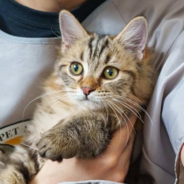 サイベリアン【大阪府・女の子・2025年6月1日・ブラウンタビー】の写真「ふわふわぬいぐるみ見たいなな猫ちゃん🥰」