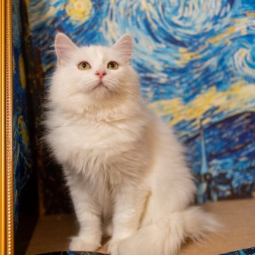 サイベリアン【大阪府・女の子・2025年7月30日・ホワイト】の写真「真っ白な可愛い子❤️」