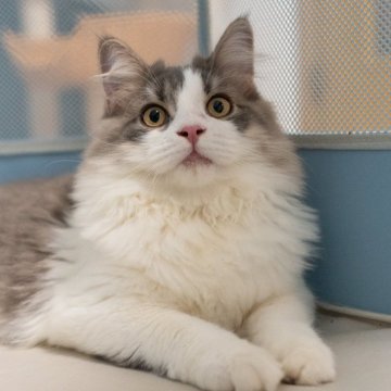 サイベリアン【大阪府・男の子・2025年5月23日・ブルー&ホワイト】の写真「元気一杯すごく人慣れの甘えんぼちゃん❤️」