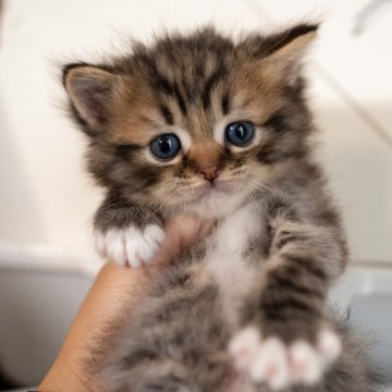 サイベリアン【大阪府・男の子・2025年10月21日・シルバータビー（トリプルコート）】の写真「ふわふわ可愛い」