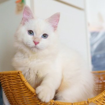 サイベリアン【大阪府・男の子・2025年5月20日・レッドリンクスポイント（トリプルコート）】の写真「お顔も性格も定着、お迎え後すぐ馴染みやすい」