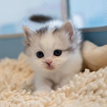 サイベリアン【大阪府・女の子・2025年10月21日・ルバーマッカレルタビー&ホワイト（トリプルコート）】の写真「ふわふわ可愛い」