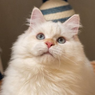 サイベリアン【大阪府・男の子・2025年5月20日・レッドリンクスポイント（トリプルコート）】の写真「優しい性格の可愛い子」