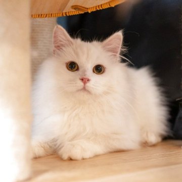 サイベリアン【大阪府・男の子・2025年7月30日・ホワイト】の写真「真っ白な可愛い子❤️」