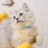 サイベリアン