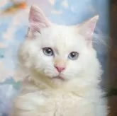 サイベリアン【大阪府・男の子・2025年5月20日・レッドリンクスポイント】の写真1