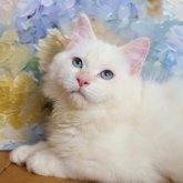 サイベリアン