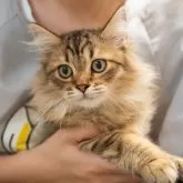 サイベリアン