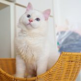 サイベリアン