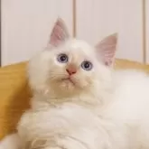 サイベリアン