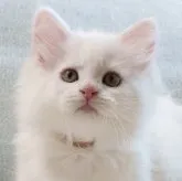 サイベリアン