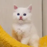 サイベリアン