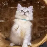 サイベリアン