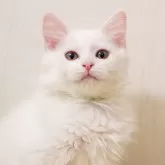サイベリアン