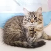 サイベリアン