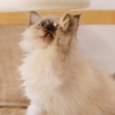 サイベリアン