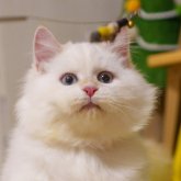 サイベリアン
