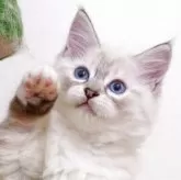 サイベリアン