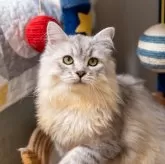 サイベリアン【大阪府・男の子・2025年6月1日・シルバータビー&ホワイト】の写真1