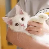 サイベリアン