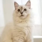 サイベリアン