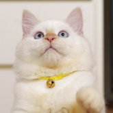 サイベリアン
