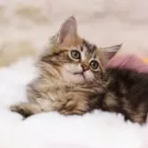 サイベリアン