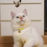サイベリアン
