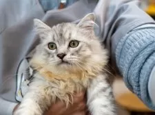 サイベリアン【大阪府・男の子・2025年6月1日・シルバータビー&ホワイト】の写真2