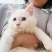 サイベリアン【大阪府・男の子・2025年5月20日・レッドリンクスポイント】の写真3