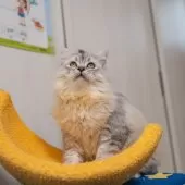 サイベリアン【大阪府・男の子・2025年6月1日・シルバーシェーデット】の写真2