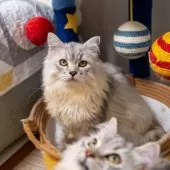 サイベリアン【大阪府・男の子・2025年6月1日・シルバータビー&ホワイト】の写真2