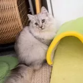 サイベリアン【大阪府・男の子・2025年6月1日・シルバータビー&ホワイト】の写真3