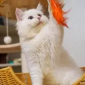 サイベリアン【大阪府・男の子・2025年5月20日・レッドリンクスポイント】の写真3