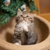 サイベリアン【大阪府・男の子・2025年10月21日・ブラウンタビー】の写真3